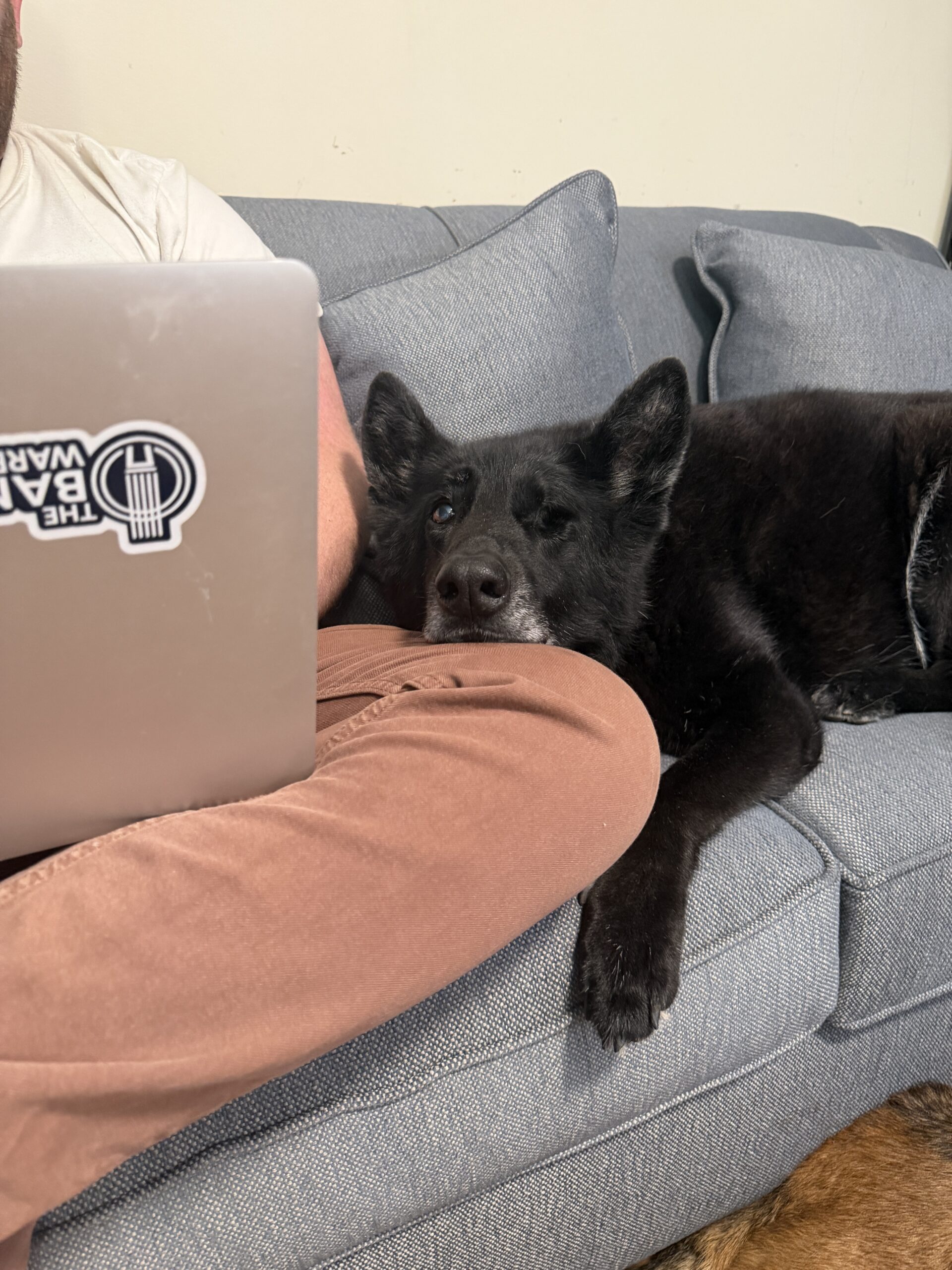 Shadow, a one-eyed German Shepherd mix and Banjo Warehouse shop dog, cuddling on the couch next to a laptop with a Banjo Warehouse sticker