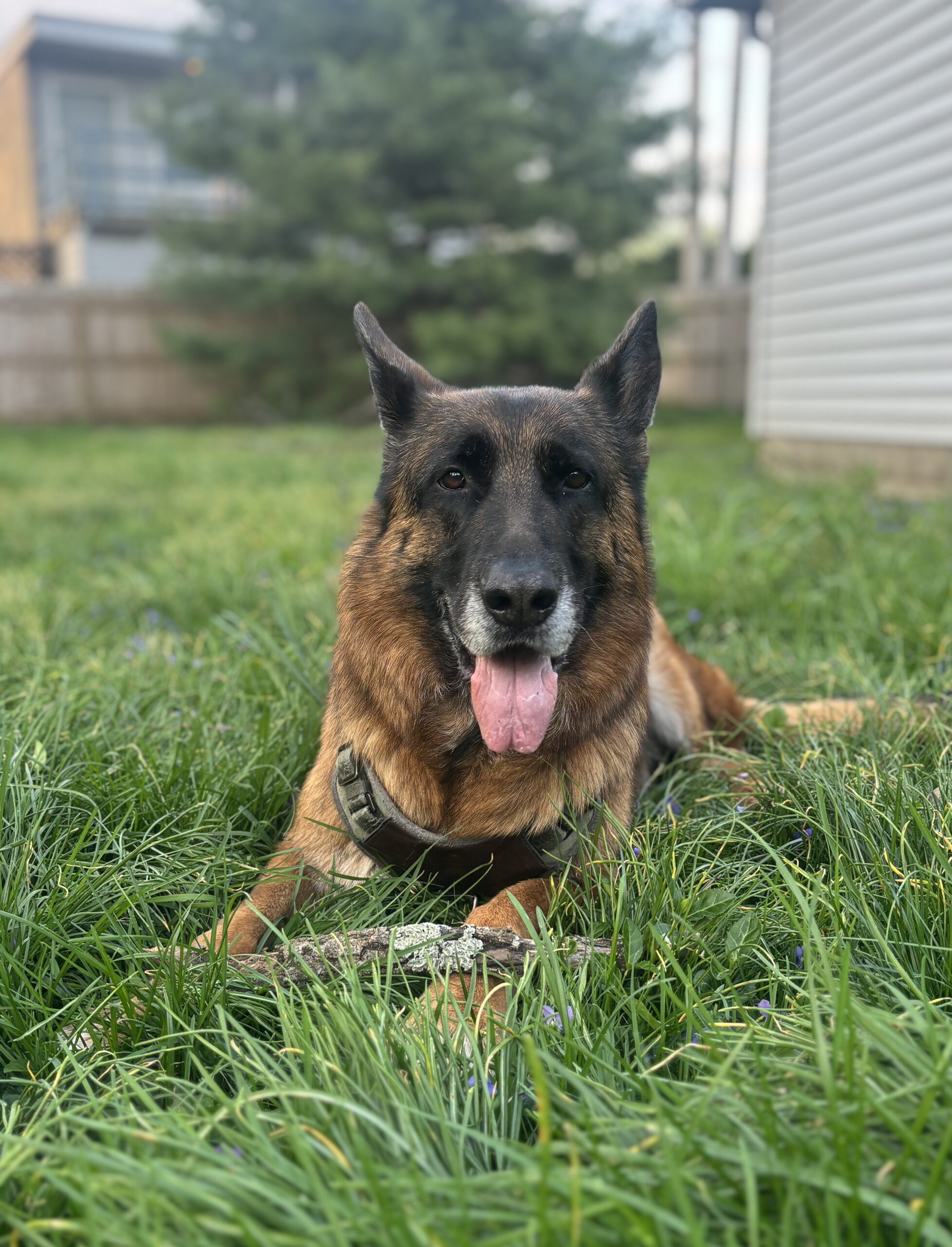 Tiger, a five-year-old purebred German Shepherd and Banjo Warehouse shop dog, lying in the grass in Yellow Springs, Ohio