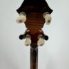 2009 Stelling Golden Cross banjo with a back view of the peghead, tuners and curly maple neck, at Banjo Warehouse in Yellow Springs, Ohio.
